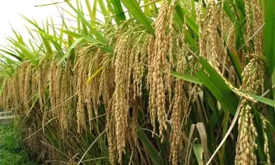 Ghana To Cut $500m Rice Important Bill With $18.8m REWARD Project